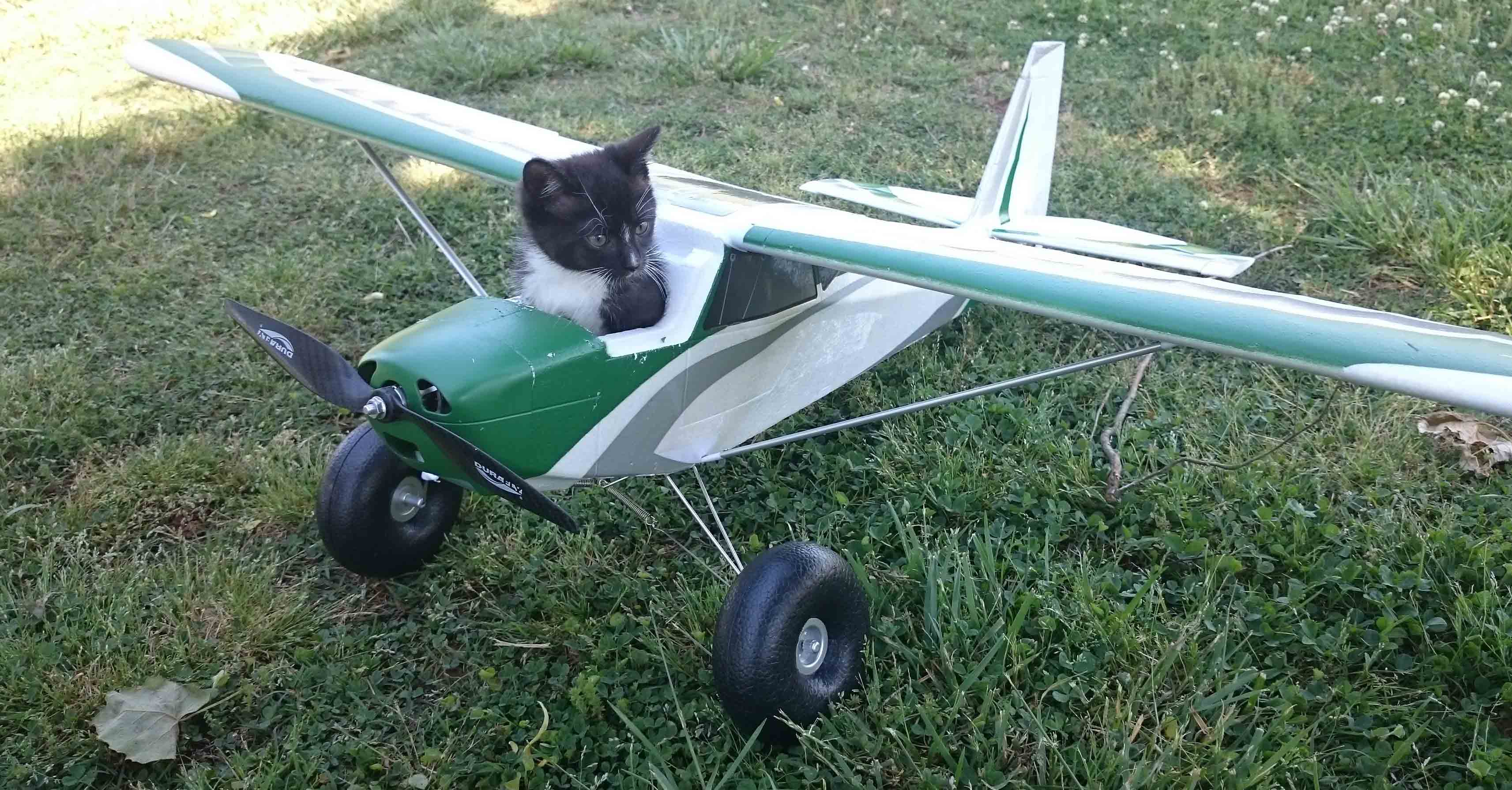 Plane_Kitten